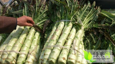 新野蔬菜实时价格概览