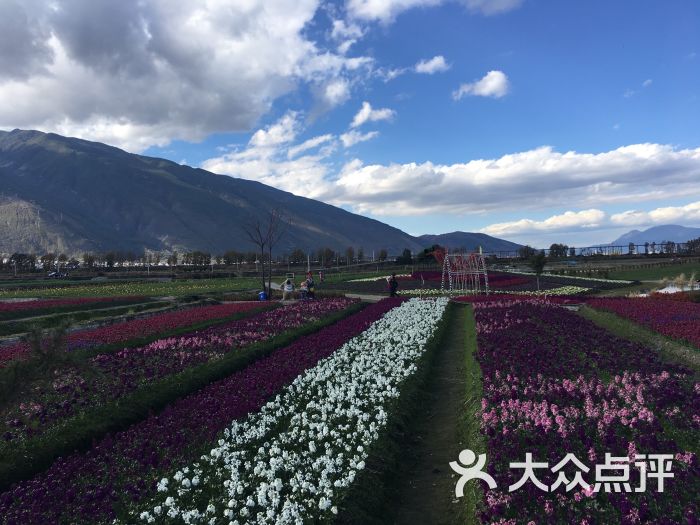 花语牧场最新图片展示，自然之美的尽收眼底之旅