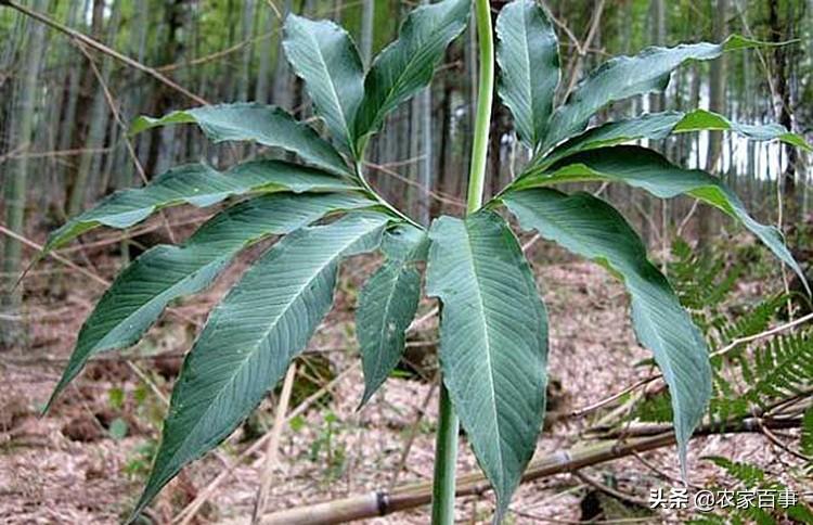 汗半夏最新价格动态与市场解析